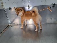 柴、茶色、オス、中型、水色のリード、迷彩胴輪の犬