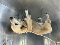 雑、薄茶、オス、青首輪、中型の犬を収容しました。