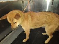 雑種、茶色、メスの中型犬を収容しました。