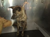 雑種、黒茶、メスの中型犬を収容しました。