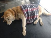 柴雑、茶色、オス、赤首輪の中型犬を収容しました。