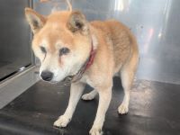 柴犬、茶白、オス、赤首輪の中型犬を収容しました。
