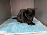 雑、黒色、オスの中型の猫を収容しました。