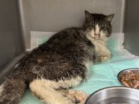 雑種、キジ白、オスの中型の猫を収容しました。