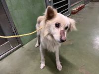 雑種、薄茶、オス、赤首輪、鎖付き、中型、成犬を収容しました。