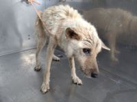 雑種、うす茶、メス、中型の犬