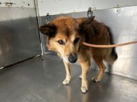 雑種、茶、中、オス、赤首輪の中型犬を収容しました。