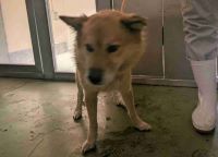 雑種、茶色、オス、中型、青首輪チェーンリード付きの犬