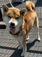 柴、茶色、オス、中型、革製黒首輪の犬