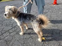 テリア雑、灰茶、オス、青赤首輪の中型犬を収容しました。