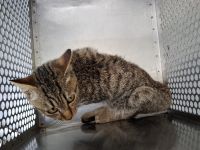 雑、黒茶トラ、メスの中型の猫を収容しました。