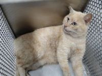 雑種、薄茶、オスの中型の猫を収容しました。