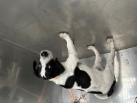 ポインター、白黒、オス、中型の犬を収容しました。