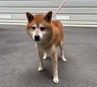 柴犬、茶、オス、赤首輪の中型犬を収容しました。