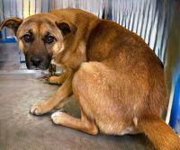 雑種、茶色、メスの中型犬を収容しました。