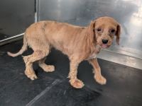 雑種、茶色、メスの小型犬を収容しました。