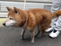 柴犬、茶色、オス、赤首輪の中型犬を収容しました。