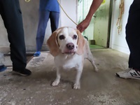 犬の写真