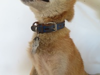 犬の首輪