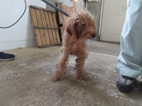 犬の写真
