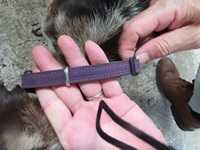 犬の首輪