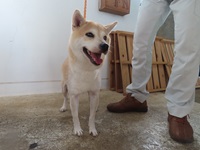 犬の写真