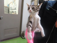 仔猫の写真