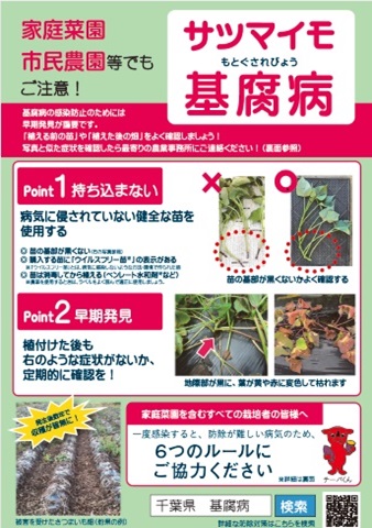 サツマイモ基腐病に関するチラシ