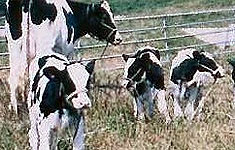 酪農・乳用牛の育成