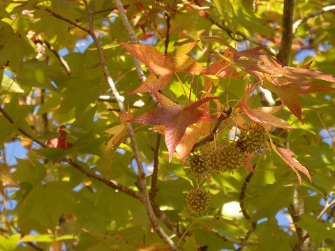すずかけの木の実と葉