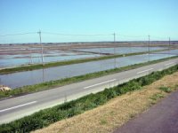 利根川堤防より香北水田の写真