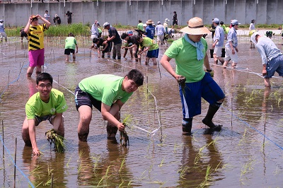 田植えの様子