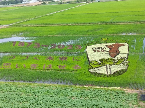 千葉県誕生150周年記念　田んぼアートの写真