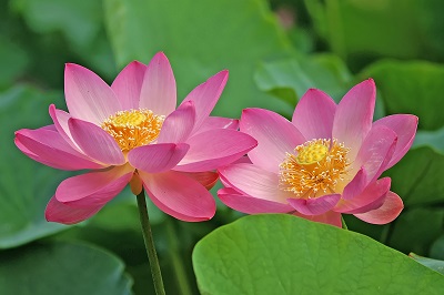 千葉市の花「オオガハス」