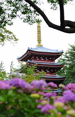 本土寺と紫陽花