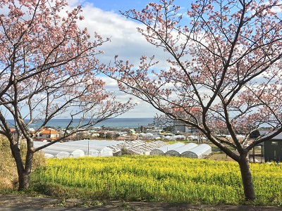 抱湖園（元朝桜）