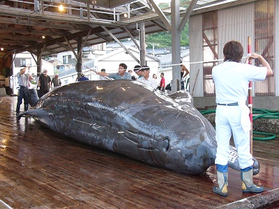 捕鯨（クジラ解体の様子）