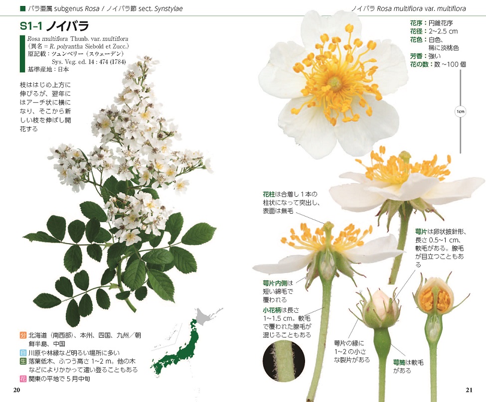 野ばらハンドブック