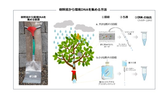 樹幹流から環境DNAを集める方法