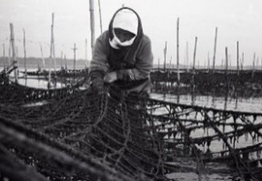 稲毛海岸 海苔の収穫