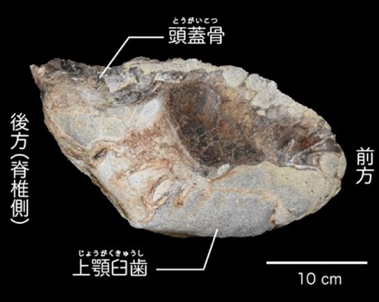 発見されたトウヨウゾウ頭骨の右側面
