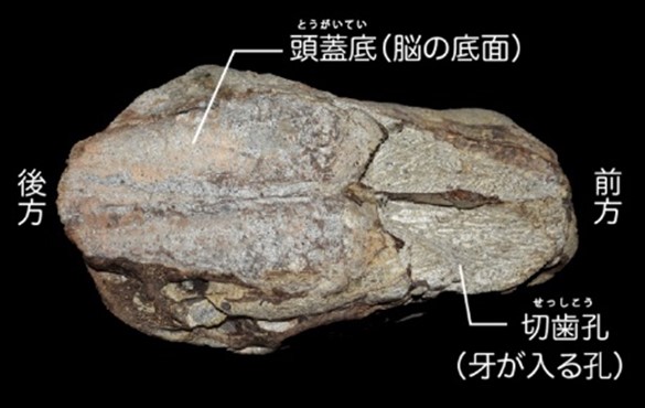 発見されたトウヨウゾウ頭骨の上面