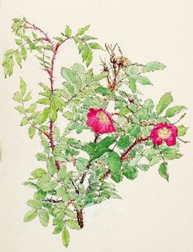 植物画