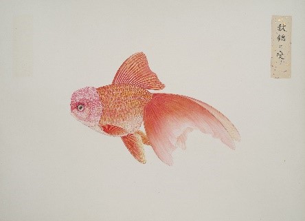 『魚譜(金魚図譜)』より「秋錦の変り」の画像