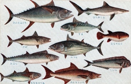 尚美堂教育資料絵葉書集『日本重要水産動物』よりの画像