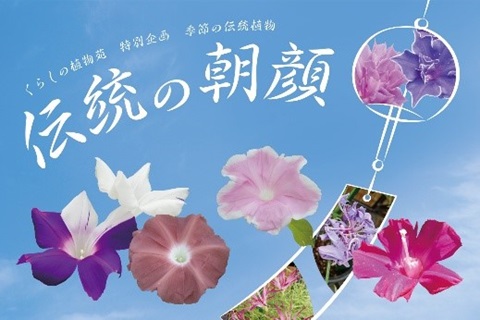 くらしの植物苑特別企画「伝統の朝顔」
