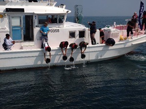 ヒラメの稚魚の放流の画像