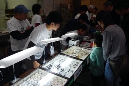 昆虫の展示の画像