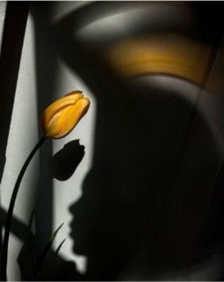 サラ・ファン・ライ「セルフポートレートⅢ」の画像