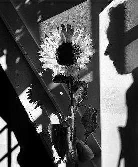 ダヴィット・ファン・デル・レーウ「無題」の画像